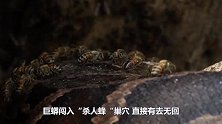 巨蟒闯入“杀人蜂”巢穴，直接有去无回，当场被活活蜇死！