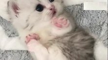 水汪汪的大眼睛，粉嫩嫩的爪子！小猫咪你为啥这么可爱？