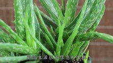 芦荟繁殖很简单，只需一片叶子，3周出根，2月成壮苗