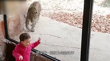 男孩将头伸出车外给狮子拍照 下一秒意外发生 镜头记录惊险一刻
