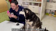 五分钟教会哈士奇按铃恨铁不成钢的家伙，气死我了