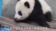 大熊猫肚子饿了，不停的闹腾饲养员要饭吃，真是磨人的小妖精！