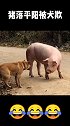 猪落平阳被犬欺！这要是发起火来，狗子不一定打的过！