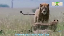狮群冲进豹子巢穴，豹妈妈为护幼崽勇敢冲向狮群，镜头拍下全过程
