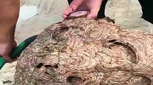 农村惊现巨大蜂巢，小伙用刀拆开，里面的纹路真好看
