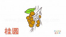 水果简笔画大全，画桂圆简笔画