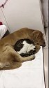 猫：还是给狗哥睡在一起有安全感些！