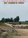 河北保定：乡间小道，孩子骑在羊背上与家长同行
