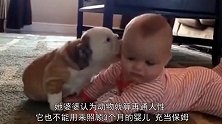 心大的妈妈让世界最大斗牛犬照顾三个月大的婴儿，结果让人担心