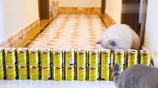 猫咪弹跳力究竟有多强？主人：原来它才是王者，看走眼！
