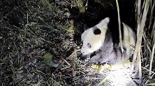 四川雅安：大熊猫流着鼻涕趴草丛一动不动，多部门徒步营救