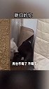 晚归的你是否也蹑手蹑脚，猫咪偷摸回家被打，这一幕你经历过吗？