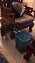 猫：自己不想动手，就让我来捡垃圾！