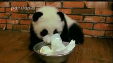 大熊猫宝宝偷到了一大堆瓶瓶奶，毫不留情拖着就走
