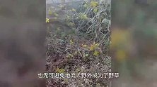 全国多地遭“恶花”入侵！加拿大一枝黄花多可怕？看到要立即上报