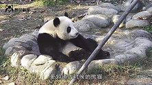 熊猫嫌弃自个太胖，上一秒做起了仰卧起坐，下一秒就打哈欠