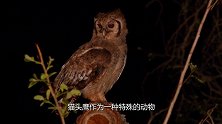 猫头鹰一笑就会有人去世？科学家做出解释，这并不是迷信！