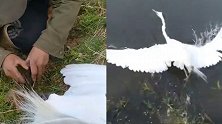 现实版鹬蚌相争在秦皇岛上演 这次“渔翁”选择这样做