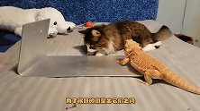 猫咪跟蜥蜴共处一室，结局会发生什么？镜头记录全部过程