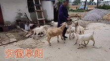 农村妇女1只羊养2年，结果家中变成了养殖场