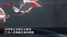 离奇！两只雌性鹞鲼两年未接触雄性同类，却突然同时生育幼崽