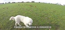 爱犬帮忙看守农场，主人回来后哭笑不得，最后多了一堆压寨夫人