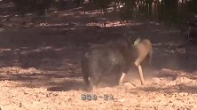 家猪一招秒杀野猪，太不可思议了，镜头记下精彩过程