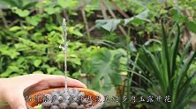 多肉玉露开花很多人做错了，几步能繁殖好多盆