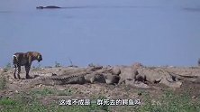 动物：这豹子是吃了熊心，敢在鳄鱼堆里抢食