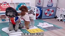 主人给狗狗照相，泰迪孙胖妞还自己跑过去看看好不好看，太逗了！