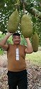 世界上单果最大的水果，菠萝蜜。你们喜欢吃吗？
