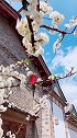 墙角一树花，胜过一季春。