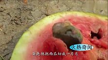 小伙把西瓜片盖在水洞上方 里面的鱼就不断的破瓜而出