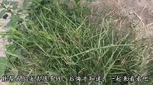 三十年才知道，狗尾巴草水里煮一煮，一年省很多钱，可惜才明白