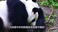 熊猫宝宝撒娇卖萌,被老妈一顿暴揍,这就是实力悬殊啊