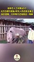 为防止偷猎，警卫24小时持枪守护2头仅存北方白犀牛