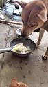 狗子：我就这么点吃的，你还来抢，快走开！