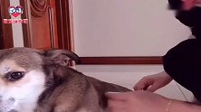 女主人打不开米袋，狗狗迈着六亲不认的步伐拿来剪刀，成精了