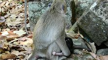 刚出生的小猴子，又冷又饿，猴妈妈快点给它吃的吧？
