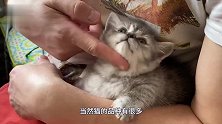 世界上最小的猫咪，小到能在主人巴掌睡觉，价值却大得无法估计！