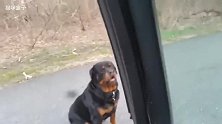 头一次见这么遛狗的 开着车让罗威纳犬追 累傻狗呢