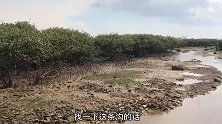 养殖场排水沟果然好货多多，阿兴一路抓到手软，运气要爆发了