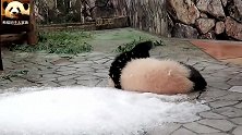 2只熊猫宝宝软糯登场，打打闹闹，好萌啊