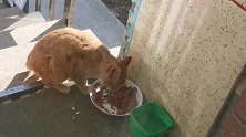 流浪猫小橘又来吃饭了，警惕性可高了