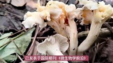 中国发现新物种，专家建议先不要吃