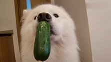 半根黄瓜吃了3分38秒，你怂什么？