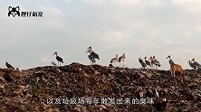 世界上最大的垃圾场，养活了比牛还大的鸟，当地人宁愿饿死也不吃