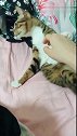 猫：我来看看这口袋里有啥好吃的！