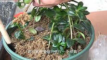 栽种金鱼吊兰，盆土“2+5+1”配制，养分足，更适合植株生长