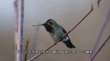 会“变脸”的鸟，一分钟变出9张脸，不敢相信自己的眼睛